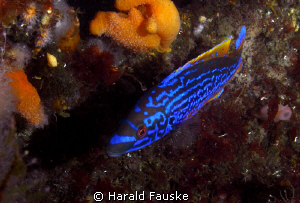 Picture of a blåstål (laptrus mixtus) by Harald Fauske 